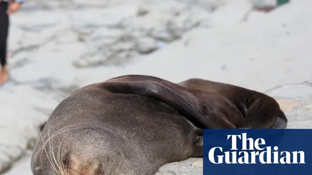 Fur seal dies from H5 bird flu in South Australia