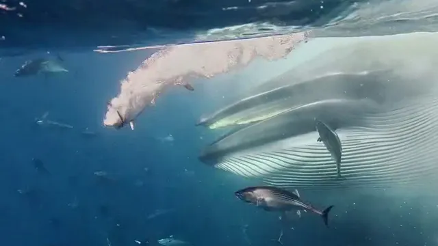 Freedivers stunned by rare Bryde's whale encounter