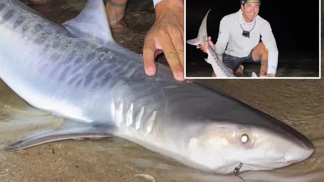 Juvenile tiger shark caught off Cape Cod signals warming waters