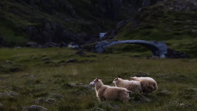 Explore Iceland’s Wool Journey: From Sheep Farms to Yarn Shops