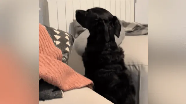 Dog remembers shocking moment from glass breaking incident