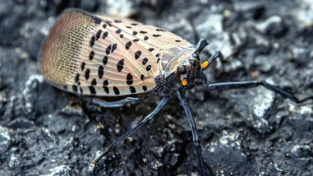 Spotted lanternflies set for resurgence this year, experts warn
