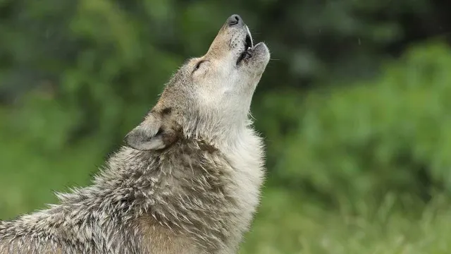 Ancient wolf discovery reveals human interaction with wolves