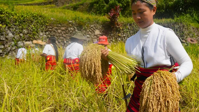 Philippines faces urgent need for $500,000 to restore UNESCO rice terraces