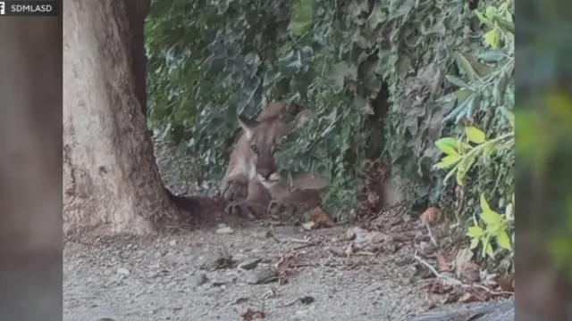 Officials tranquilize mountain lion roaming in San Dimas neighborhood