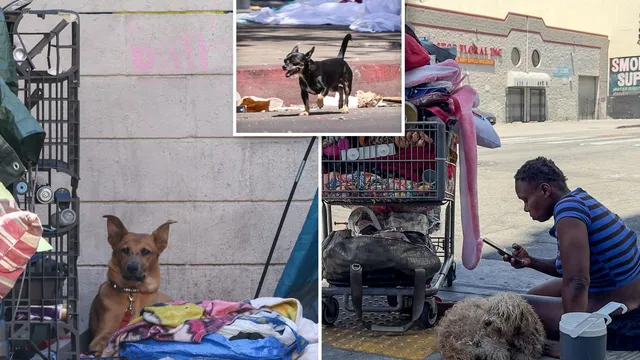 Los Angeles faces crisis as animal euthanasia rates soar 33%