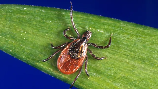 Pfizer's Lyme vaccine displays over 70% efficacy despite missing key goal