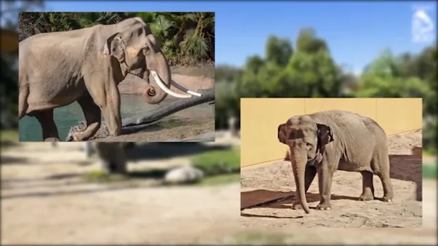 Billy and Tina moved to Tulsa Zoo despite sanctuary advocates' pleas
