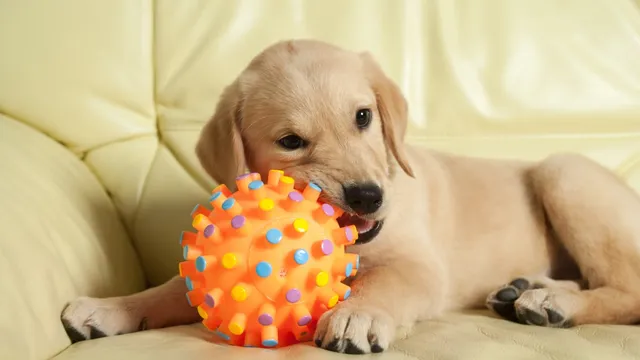 Older dog refuses to acknowledge new puppy on car ride home