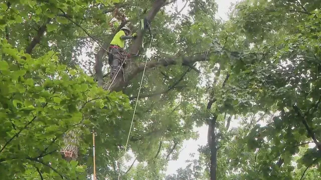 Homeowners fear for safety as massive tree threatens homes in Wooddale