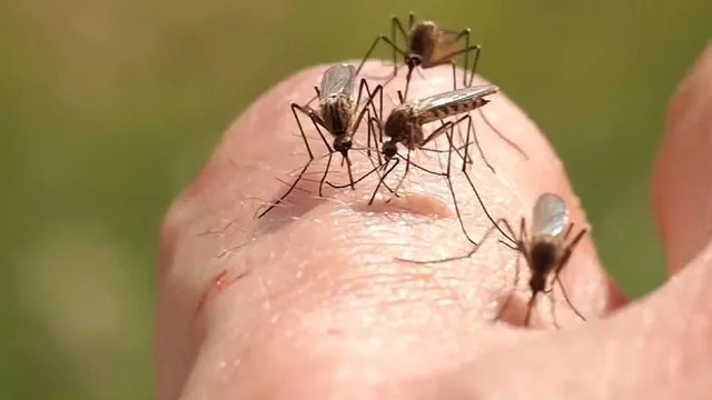 Larimer County sees first West Nile virus cases in mosquitoes of 2025