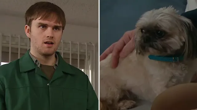 Emmerdale Warns Viewers About Disturbing Dog Harm Episode