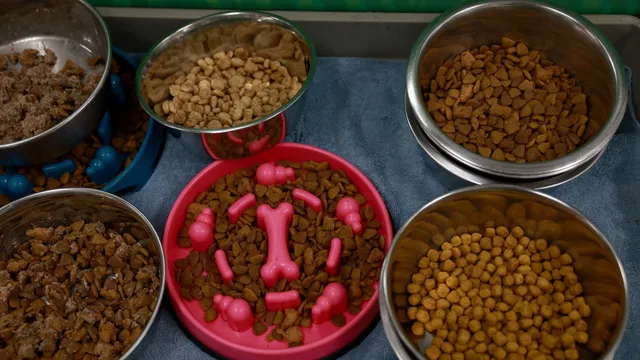 Raaw Energy recalls dog food products over listeria fears