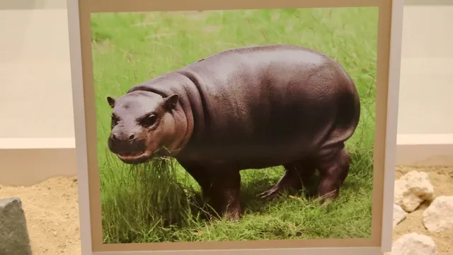 Dwarf hippos and elephants in Cyprus extinct after hunter-gatherers arrived