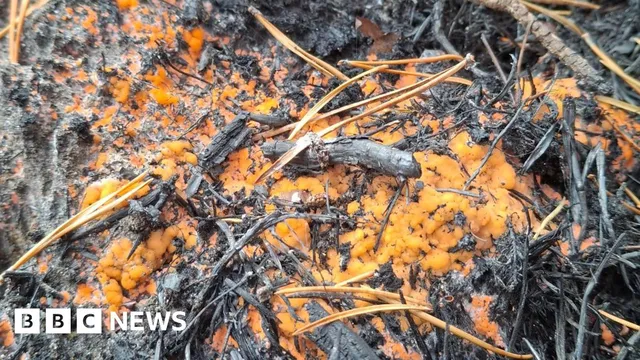 Bright orange fungus signals nature's recovery after Cairngorms wildfire