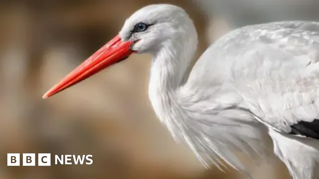 Sophie Rabone explores the reintroduction of storks in Britain