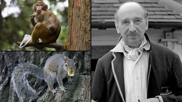 Spiteful monkeys and squirrels invade homes in 1924