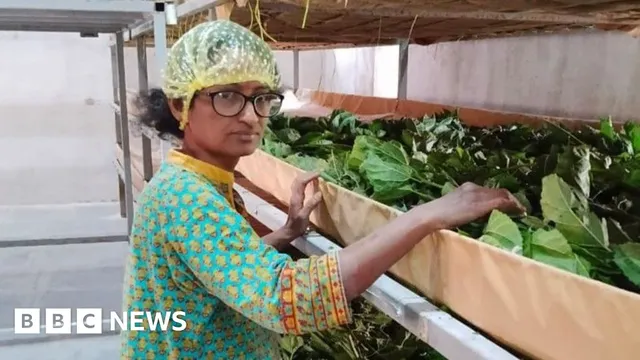 India's silk industry transforms with high-tech solutions and disease-resistant silkworms