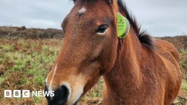 National Trust tracks Dartmoor ponies with GPS collars for conservation