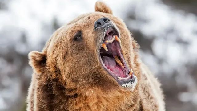 Runner hospitalized after using bear spray to fend off brown bear in Alaska