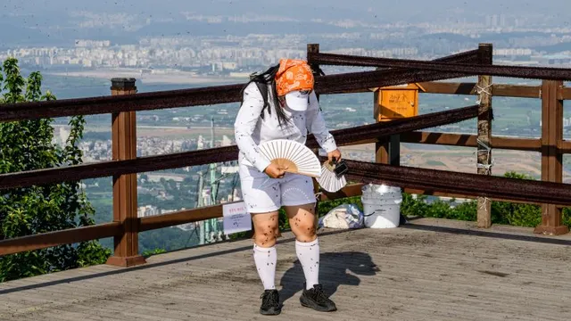 Lovebugs swarm South Korea, overwhelming mountain peak and homes