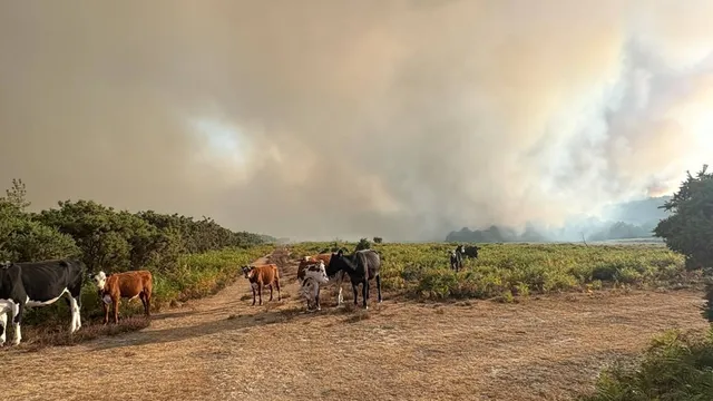 Firefighters battle devastating wildfire in New Forest National Park