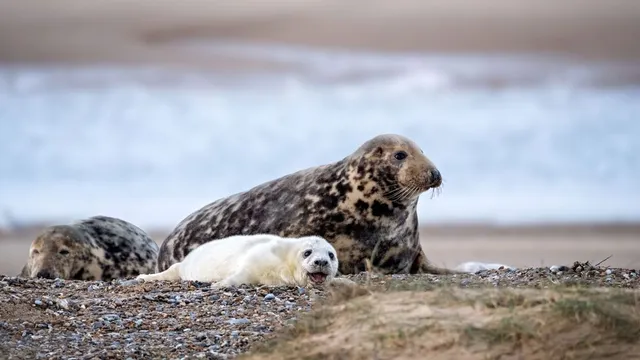 Grey seal population skyrockets at England's largest colony