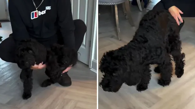 Dog recovers but displays sympathy limp after illness