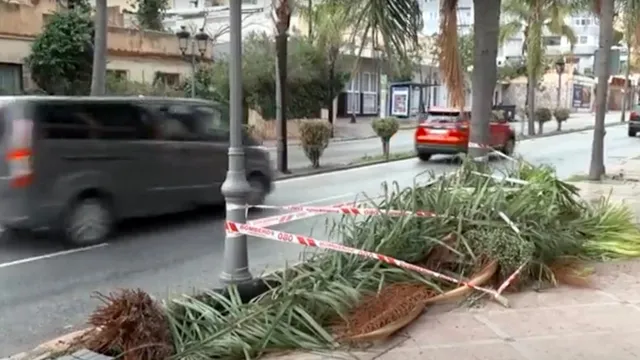 Tragic death of woman after palm tree falls during storm in Costa del Sol