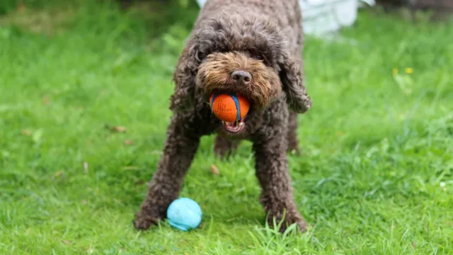 Couple shocked to learn their rescue dog Bear's DNA results
