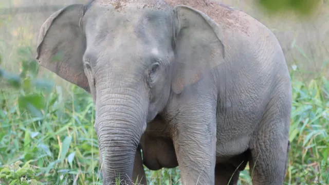 Thailand adopts birth control vaccine to manage wild elephant population