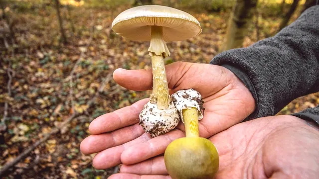 Three deaths from toxic mushroom outbreak in California
