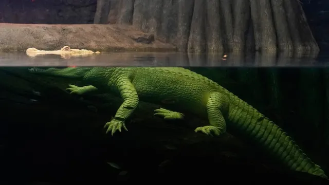 San Francisco mourns the loss of Claude, the beloved albino alligator