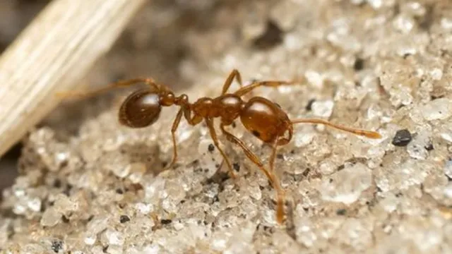 Fire ants threaten Australia’s economy and biodiversity