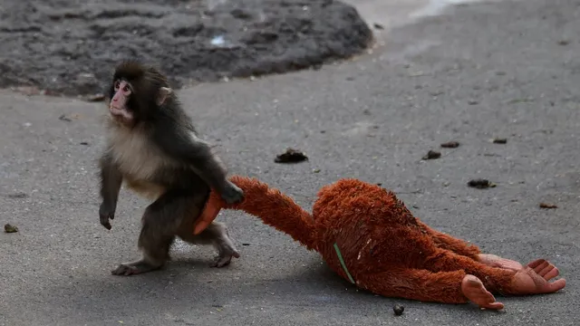 Punch the monkey suffers rejection and finds solace in a toy