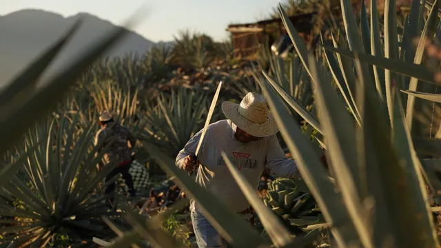 Mezcal boom sparks environmental crisis in Mexico