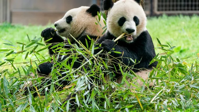 Two men detained for spreading false news about giant pandas in China