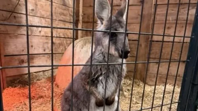 Rex the runaway wallaby escapes and is found near Walmart