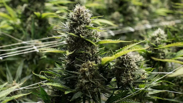 Mold Contamination in Marijuana Products Widespread Amid Legal Sales
