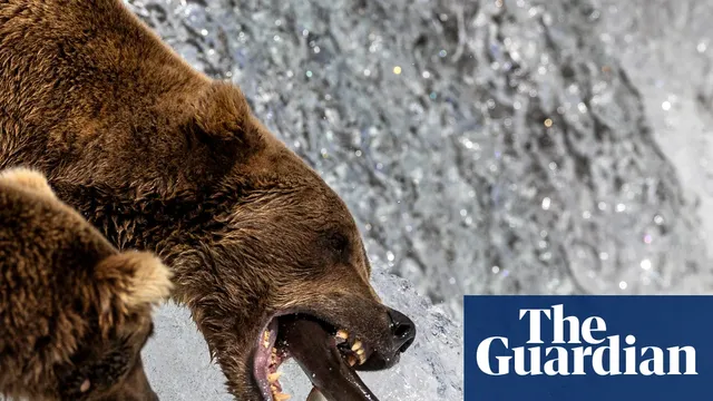 Bearcam views surge 70% as Alaskan brown bears return to Brooks Falls