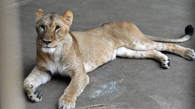 Three lions die from suspected heatstroke in Tokyo