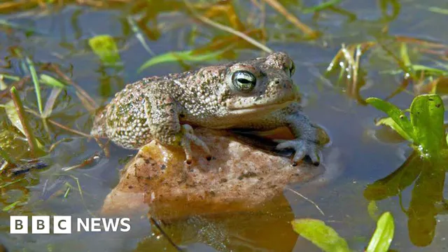 Natterjack toads face extinction due to rising salt levels in breeding sites
