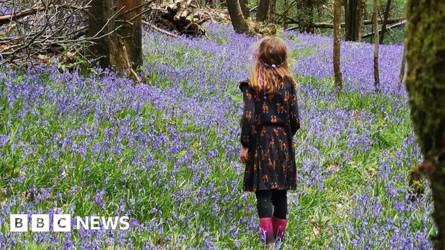 Woodland therapy in Kent aids mental health recovery