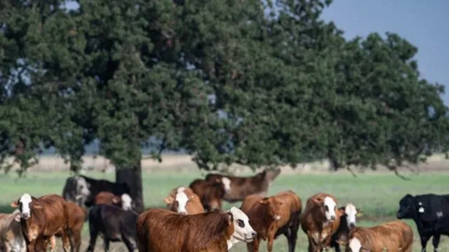 US President Donald Trump authorizes 300,000 tons of ground beef imports to lower prices, angering Texas ranchers