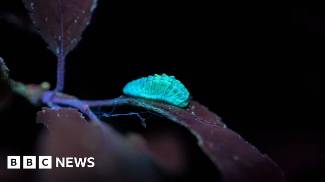 Amateur lepidopterist discovers rare butterfly in Surrey