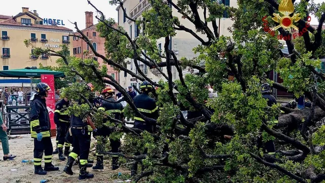 Falling tree injures a dozen people in Venice