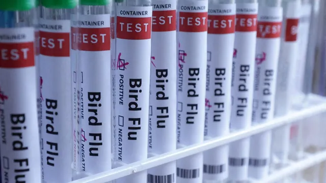 Bird flu found in sheep for the first time in England
