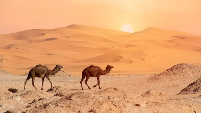 Algeria's dual deserts threaten life with their majestic ergs and deadly hamadas
