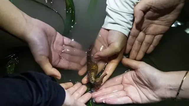 Dedicated team monitors seahorse population in Malaysia's seagrass meadow
