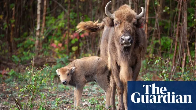 Bison bridges under construction in Kent woodland for wildlife passage